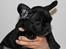Fransk bulldog Marley