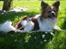 Papillon Aslan