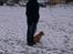 Nova scotia duck tolling retriever Mika "Himmelhund"  - Til hundetræning
