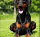Dobermann *¤*Grace/Chica*¤* R.I.P.