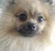 Pomeranian Fiona