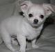 Chihuahua amazing gigolo (balder)