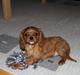 Cavalier king charles spaniel Nemo