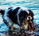 Cavalier king charles spaniel Bergkamp - Himmelhund