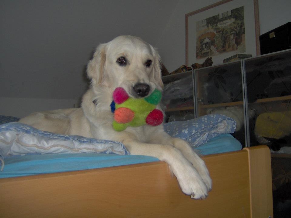 Golden retriever Fraiya billede 1