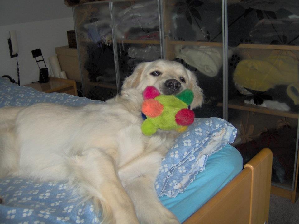 Golden retriever Fraiya billede 2