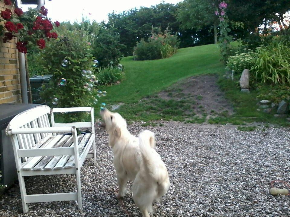 Golden retriever Fraiya - Min dejlige Fraiya fanger sæbebobler billede 3