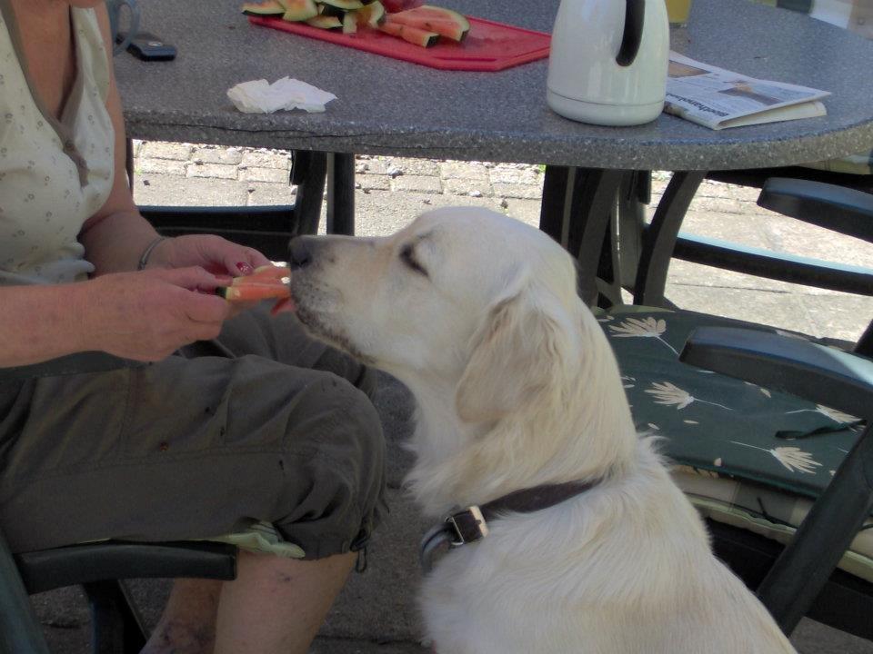 Golden retriever Fraiya - Man kan vist rigtig godt lide vandmelon! billede 4
