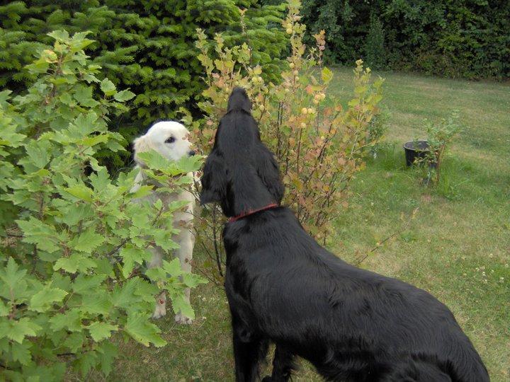 Golden retriever Fraiya - - Og stikkelsbær!
Sammen med Tika, som desværre er himmelhund nu billede 5