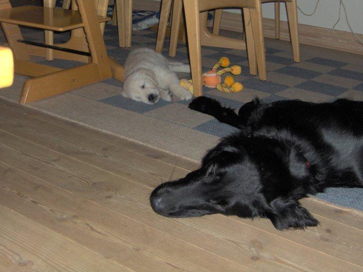 Golden retriever Fraiya - Så lille hun var.. Hun lignede en isbjørn billede 6