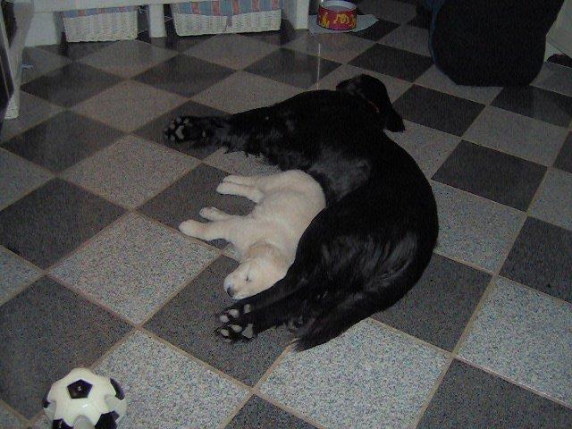 Golden retriever Fraiya - Man kommer jo helt til at savne at der ligger to hunde og fylder på køkken gulvet! :P billede 7