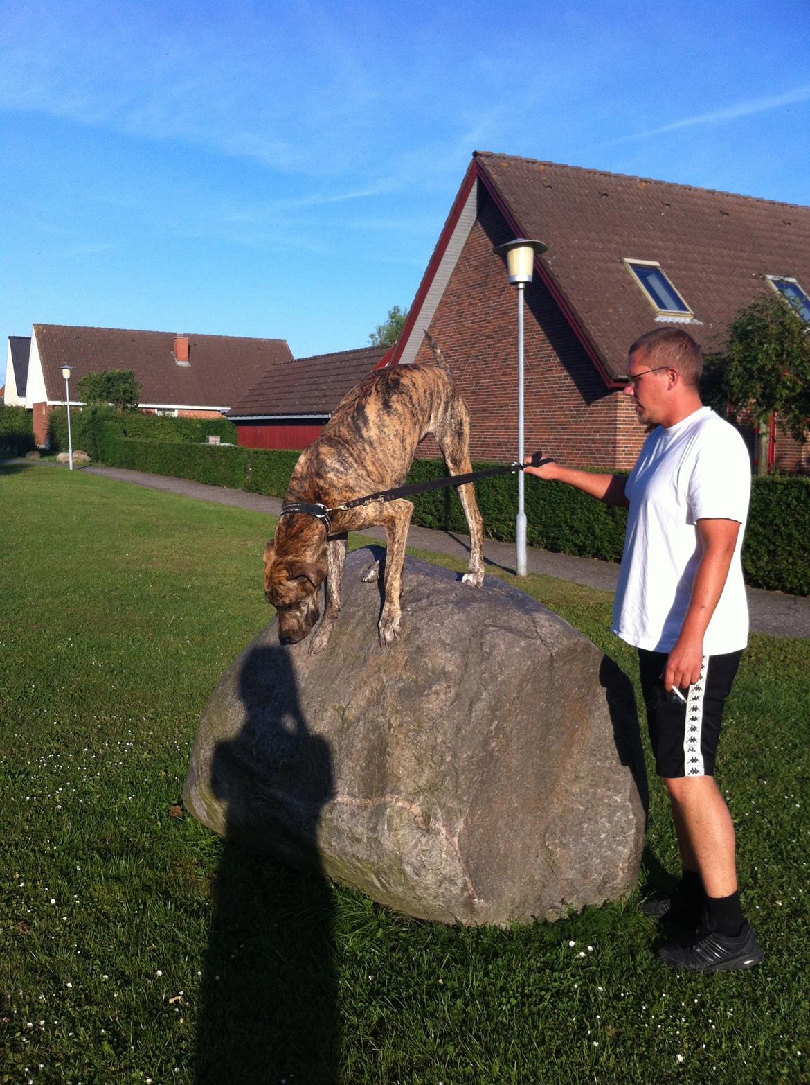 Grand danois Mille billede 8