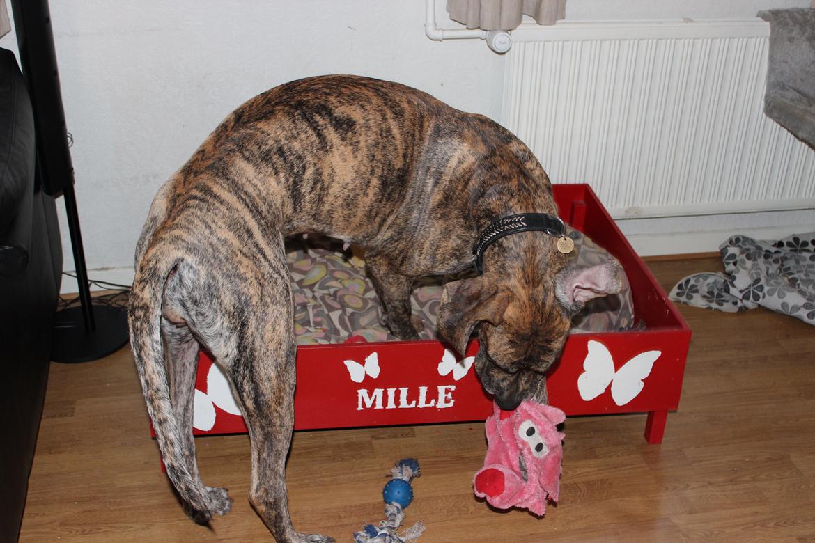 Grand danois Mille billede 9