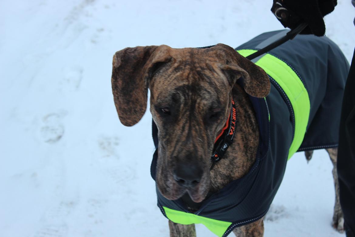 Grand danois Mille billede 10