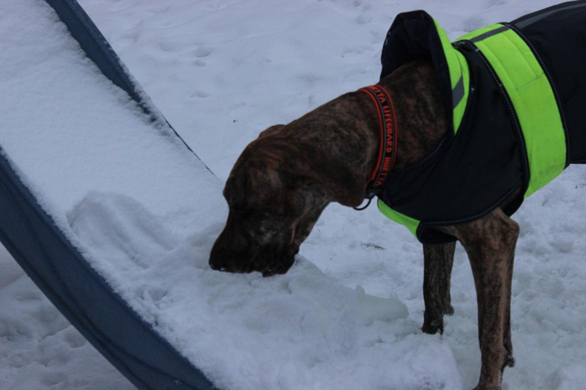 Grand danois Mille billede 11