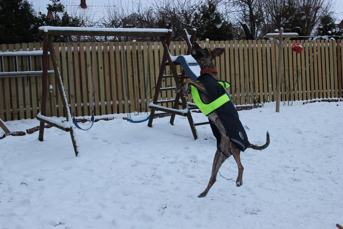 Grand danois Mille billede 12