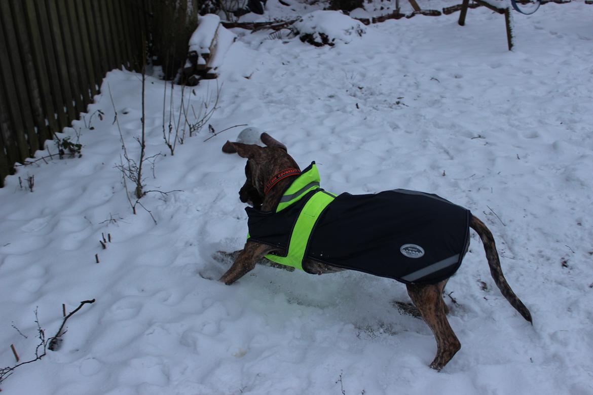 Grand danois Mille billede 13