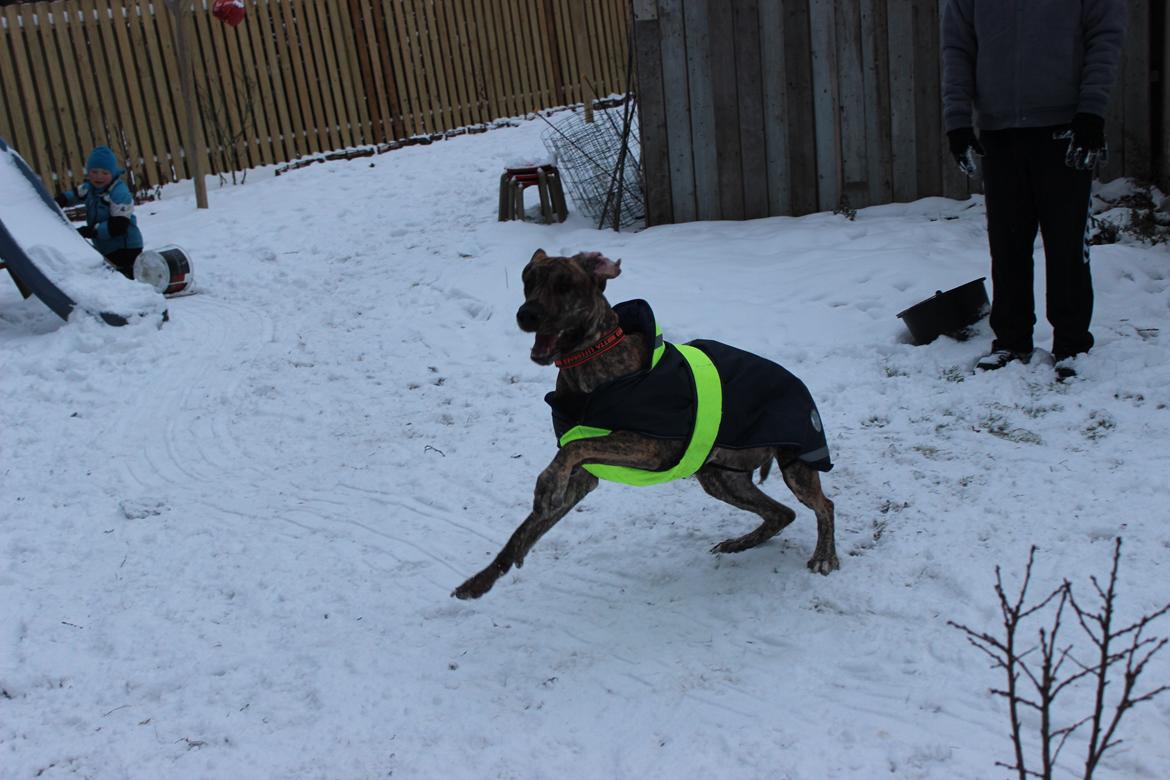 Grand danois Mille billede 14