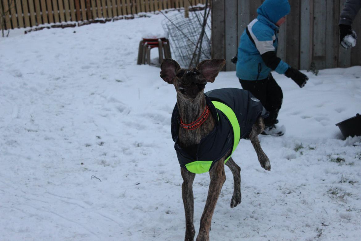 Grand danois Mille billede 15