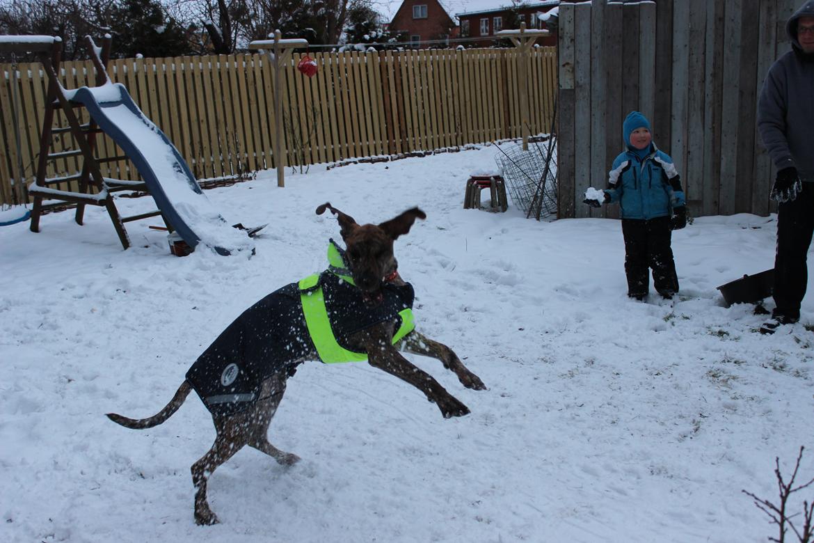 Grand danois Mille billede 16