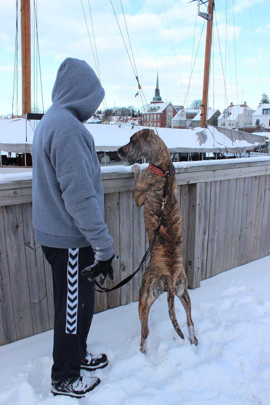 Grand danois Mille billede 17