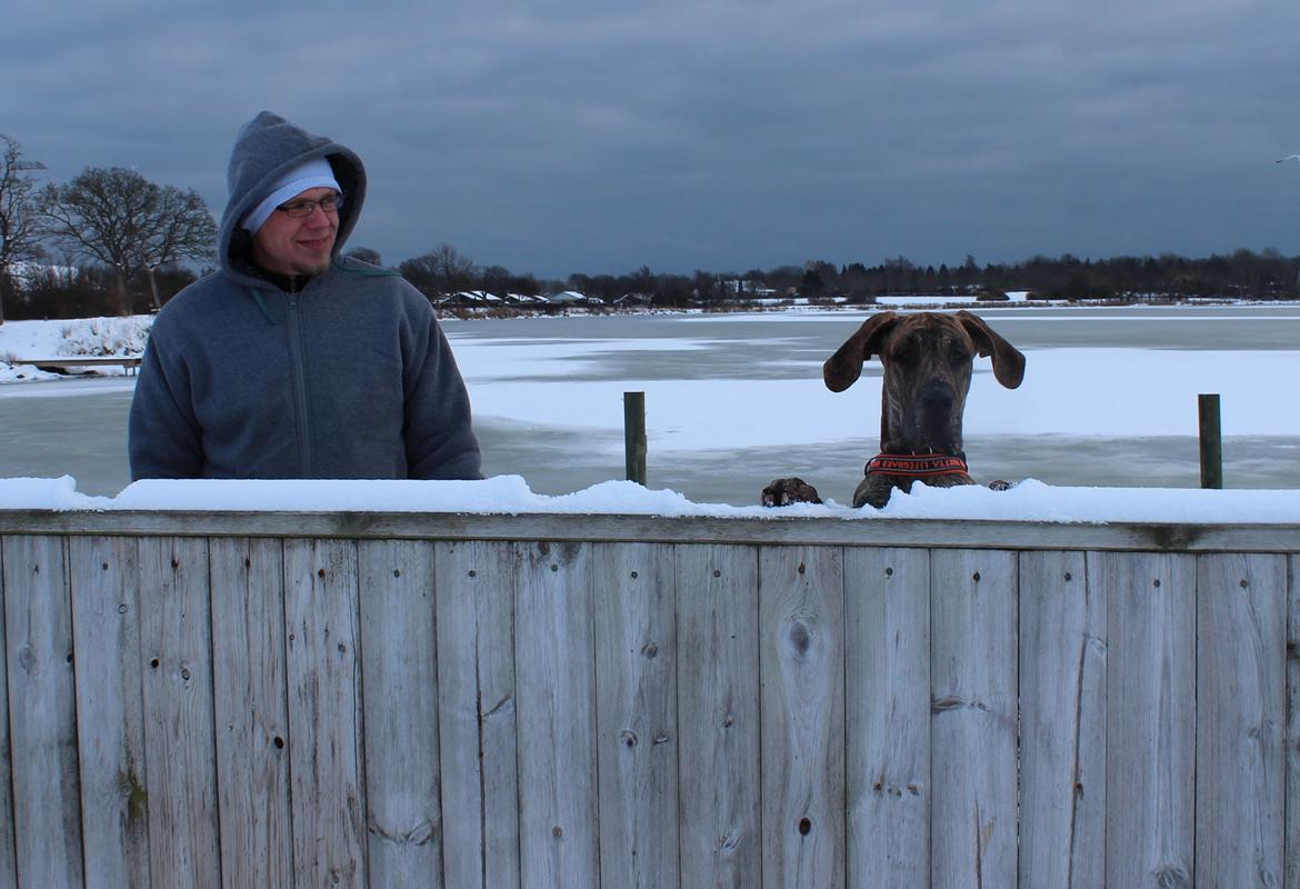 Grand danois Mille billede 18