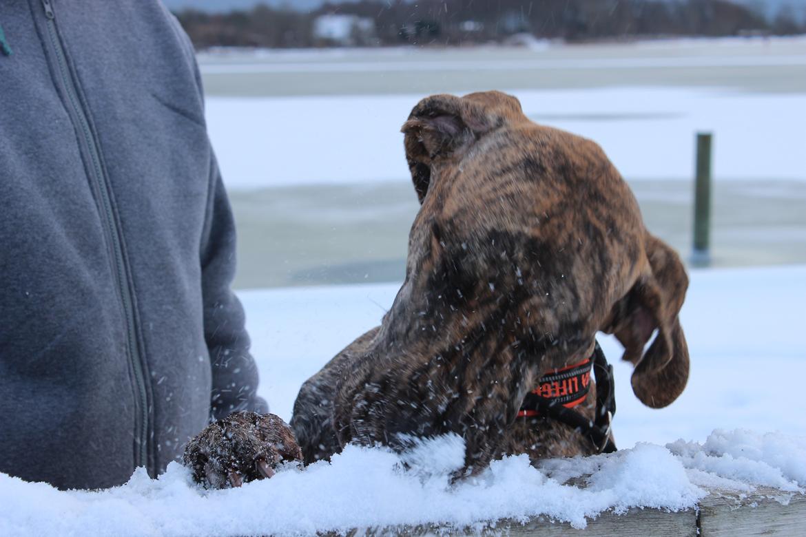 Grand danois Mille billede 19