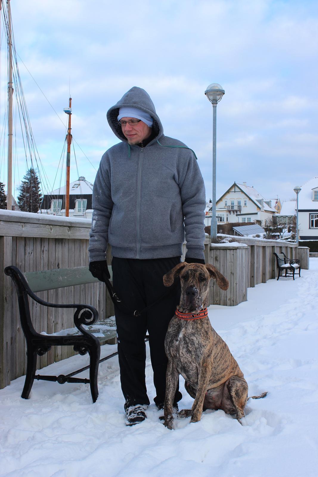 Grand danois Mille billede 20