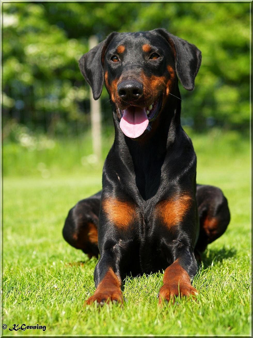 Dobermann *¤*Grace/Chica*¤* R.I.P. billede 1