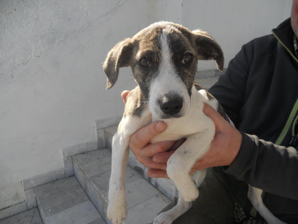 Blanding af racer Felix billede 8