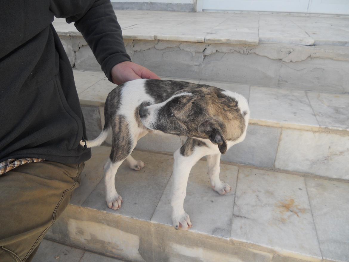 Blanding af racer Felix billede 9