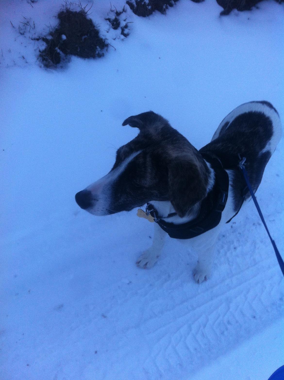 Blanding af racer Felix billede 11