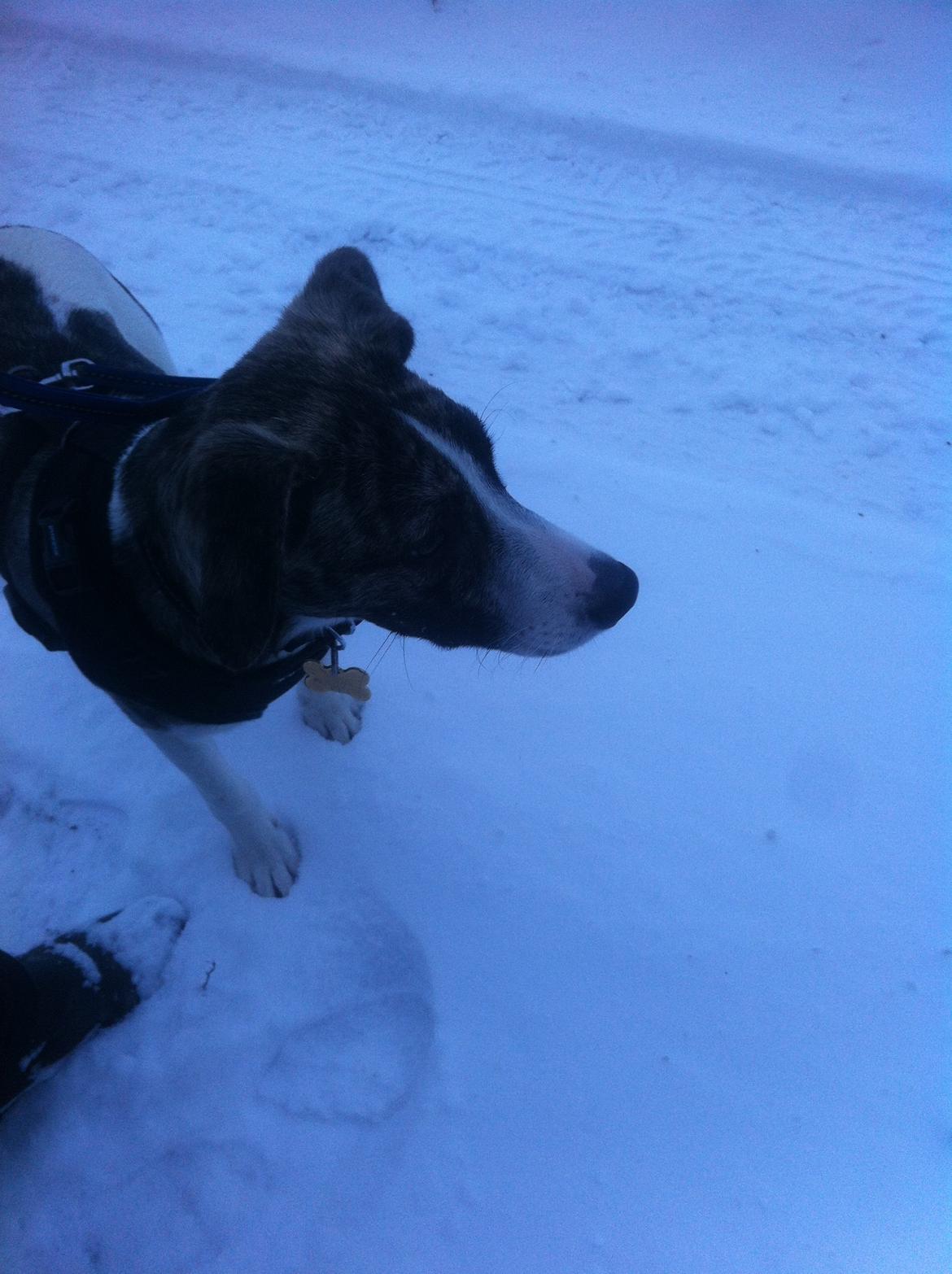 Blanding af racer Felix billede 12