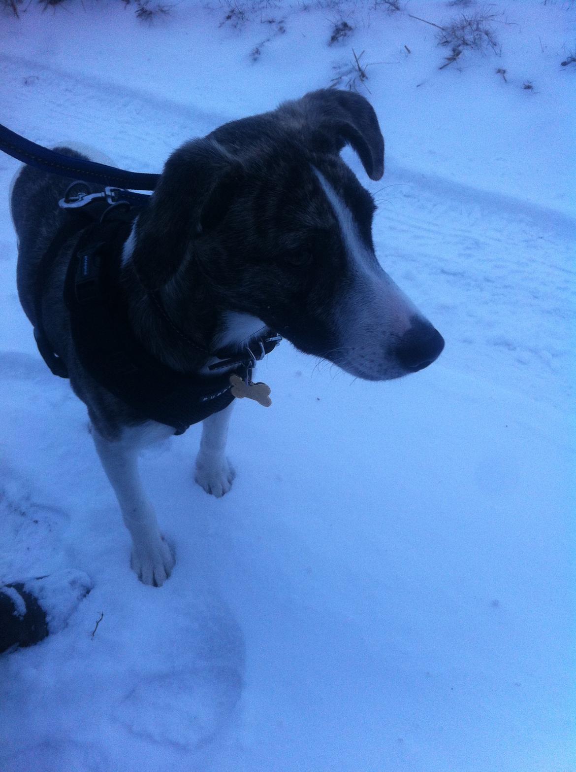 Blanding af racer Felix billede 13