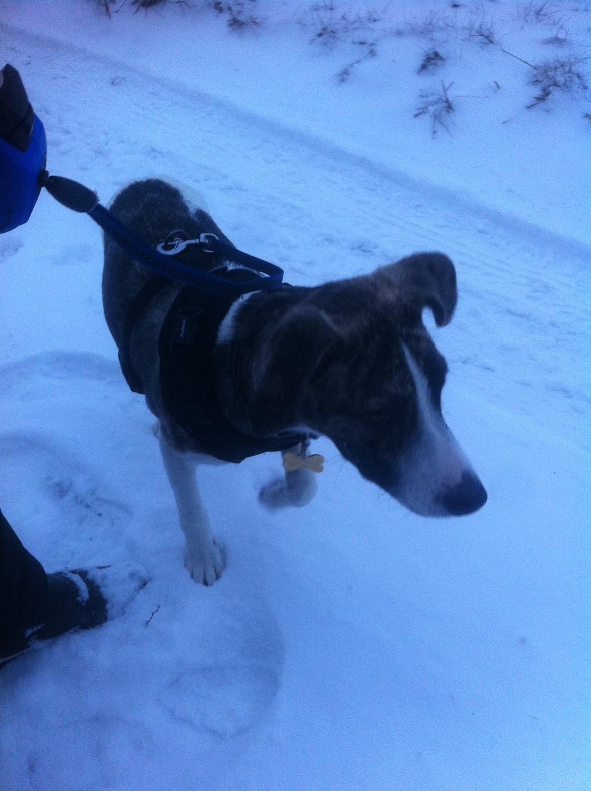 Blanding af racer Felix billede 14