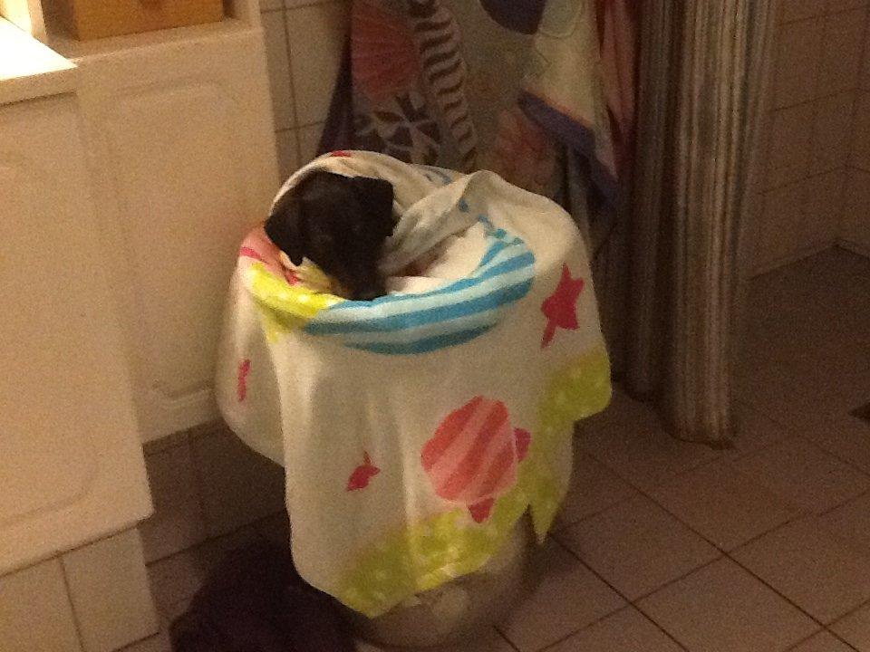 Tysk jagtterrier Carly billede 8