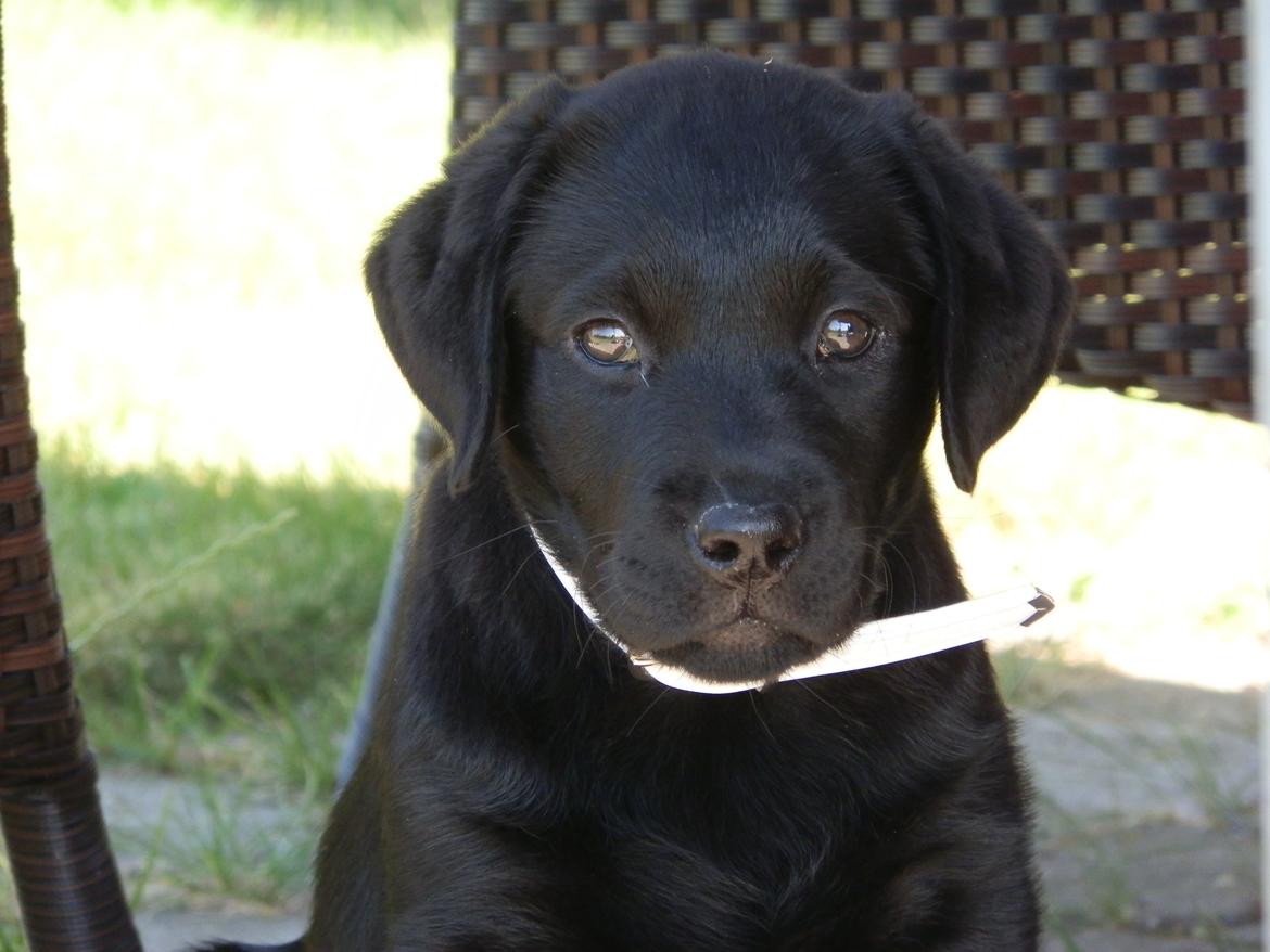 Labrador retriever Smilla billede 1