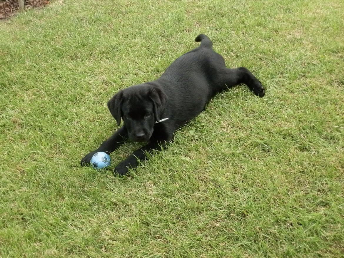 Labrador retriever Smilla billede 2