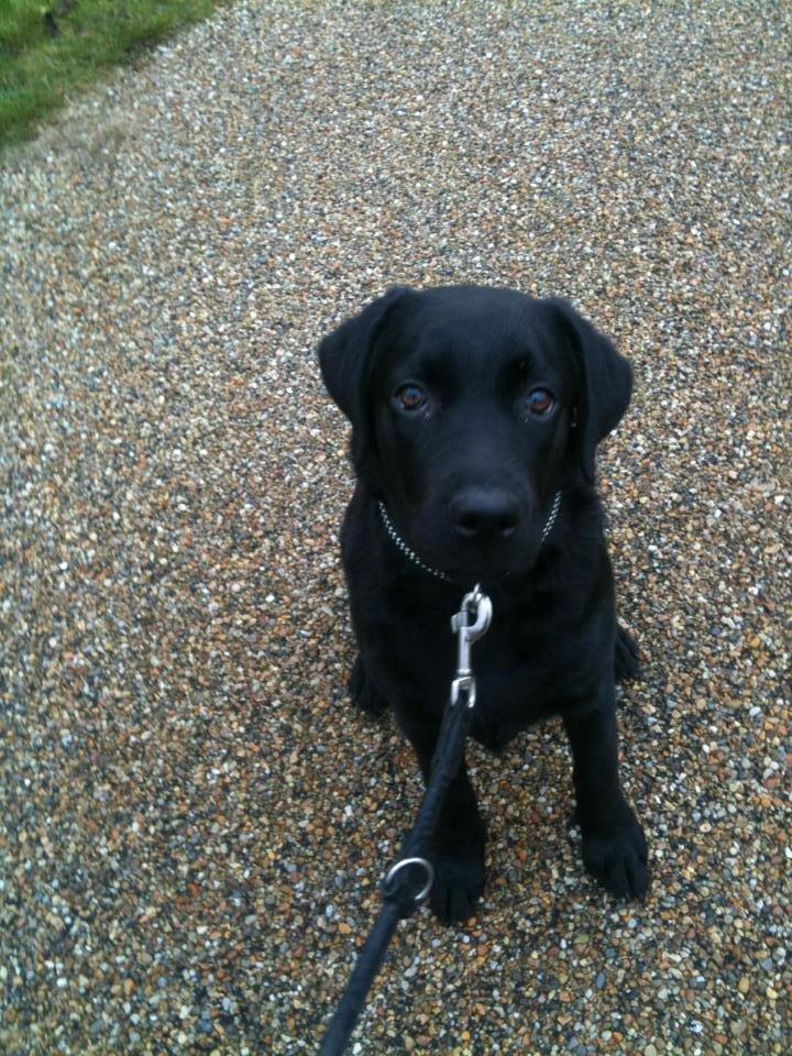 Labrador retriever Smilla billede 3