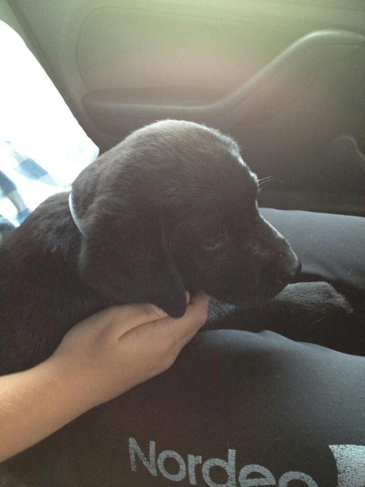 Labrador retriever Smilla billede 4