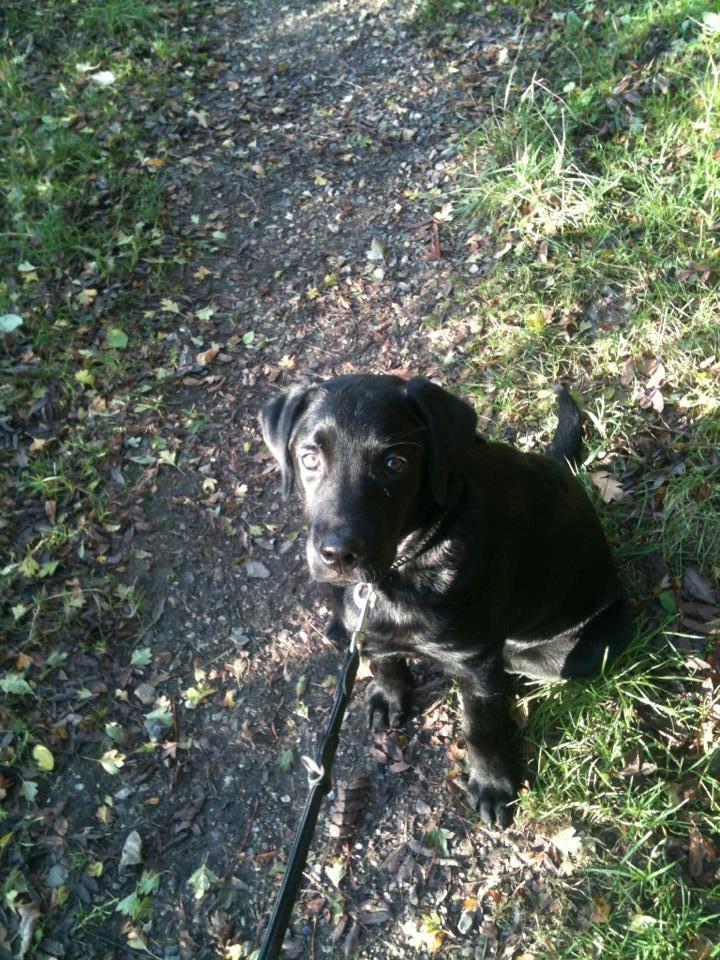 Labrador retriever Smilla billede 5