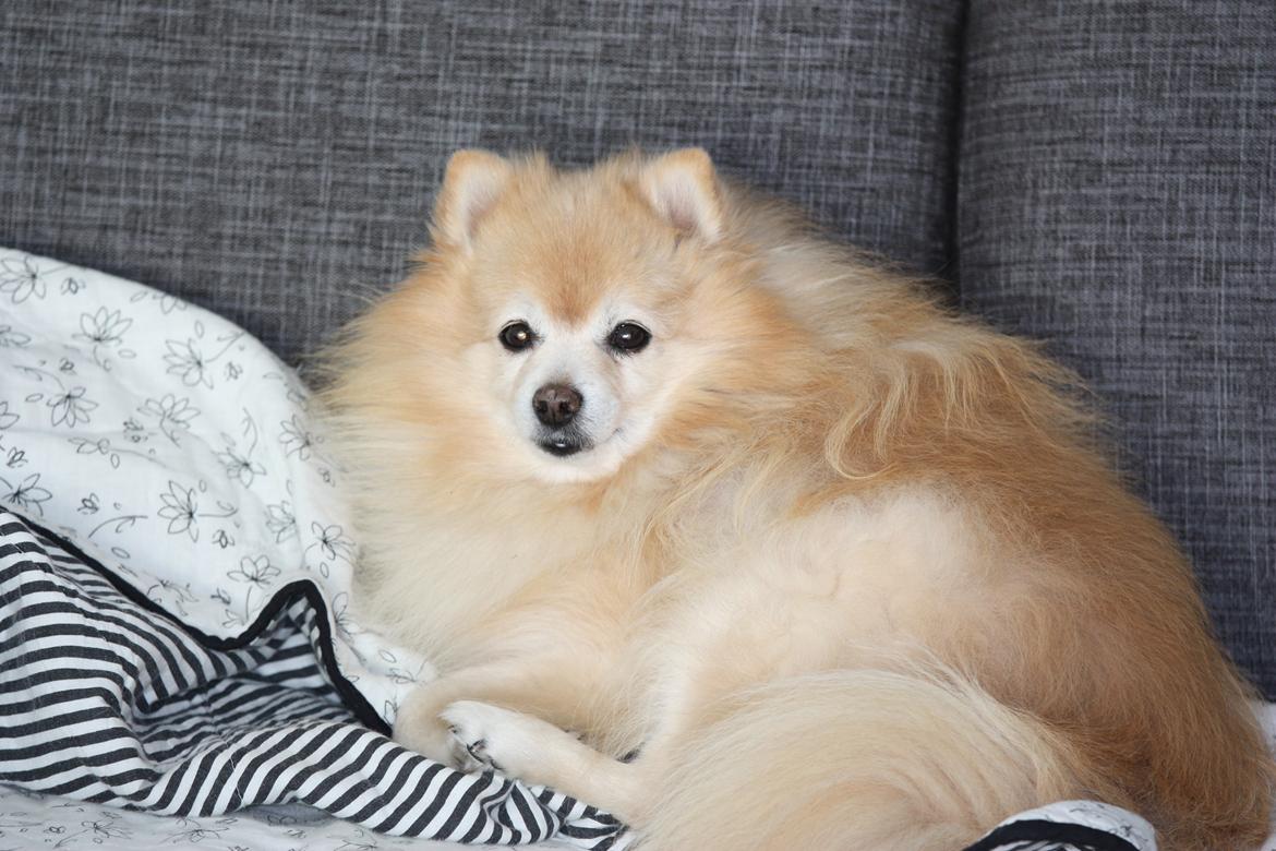 Kleinspitz Spiff billede 1