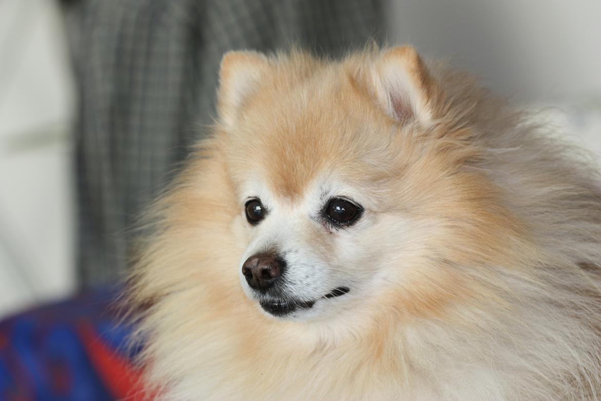 Kleinspitz Spiff billede 2