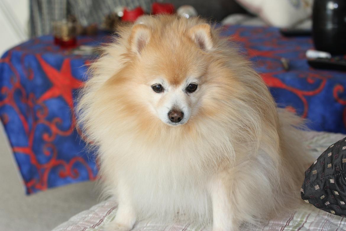 Kleinspitz Spiff billede 3