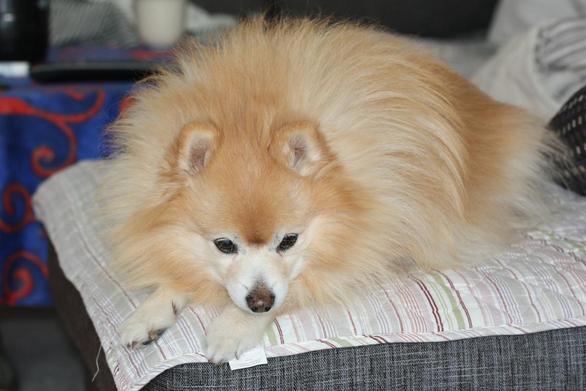 Kleinspitz Spiff billede 4