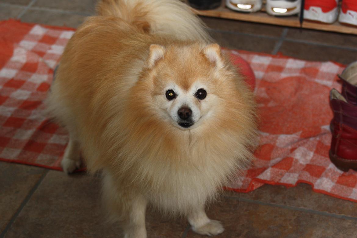 Kleinspitz Spiff billede 5