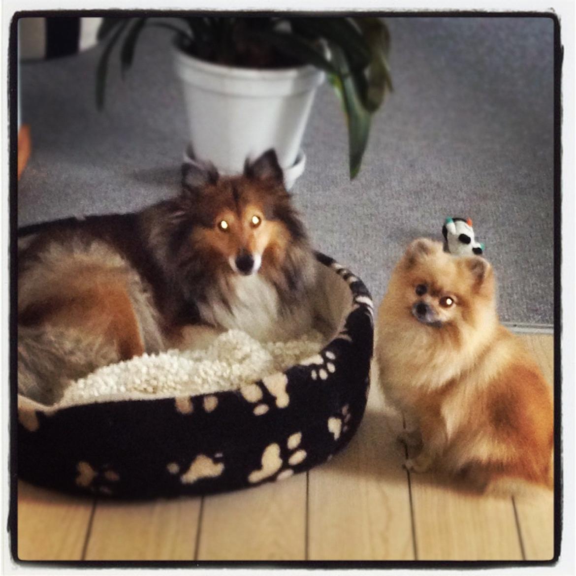 Pomeranian Fiona - Fiona og Frøken billede 2