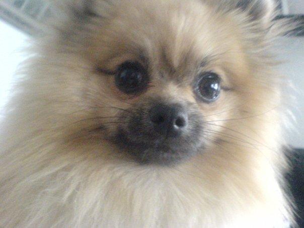 Pomeranian Fiona billede 1