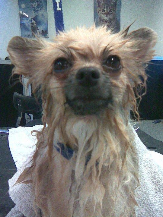 Pomeranian Fiona - Fiona i bad billede 3