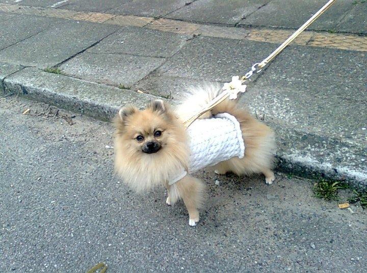 Pomeranian Fiona billede 4